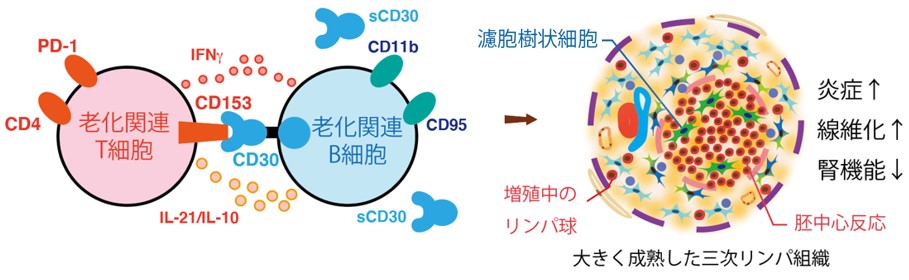 （図6）加齢に伴う三次リンパ組織形成は種を超えて保存された現象である
